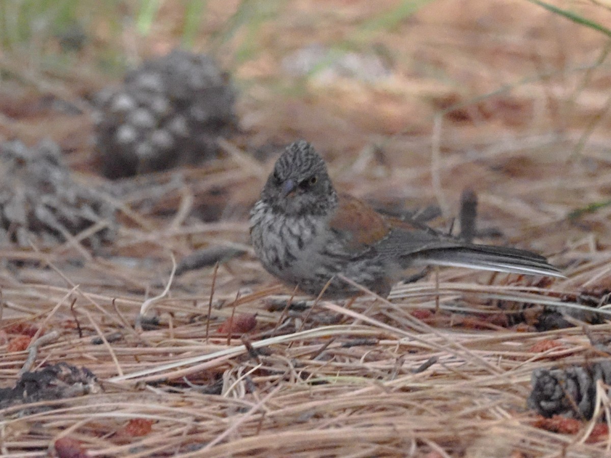 Junco aux yeux jaunes - ML608167481