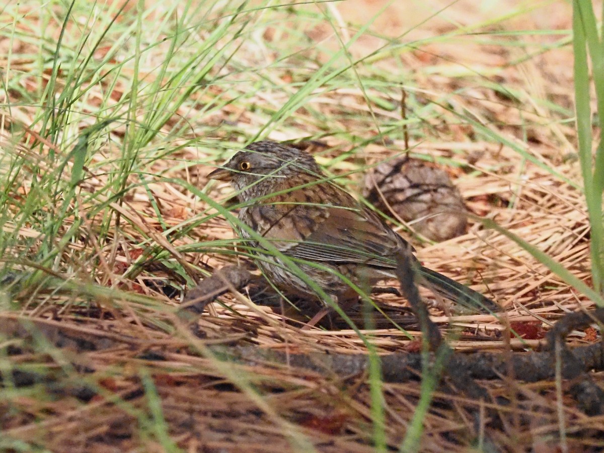 Junco aux yeux jaunes - ML608167491