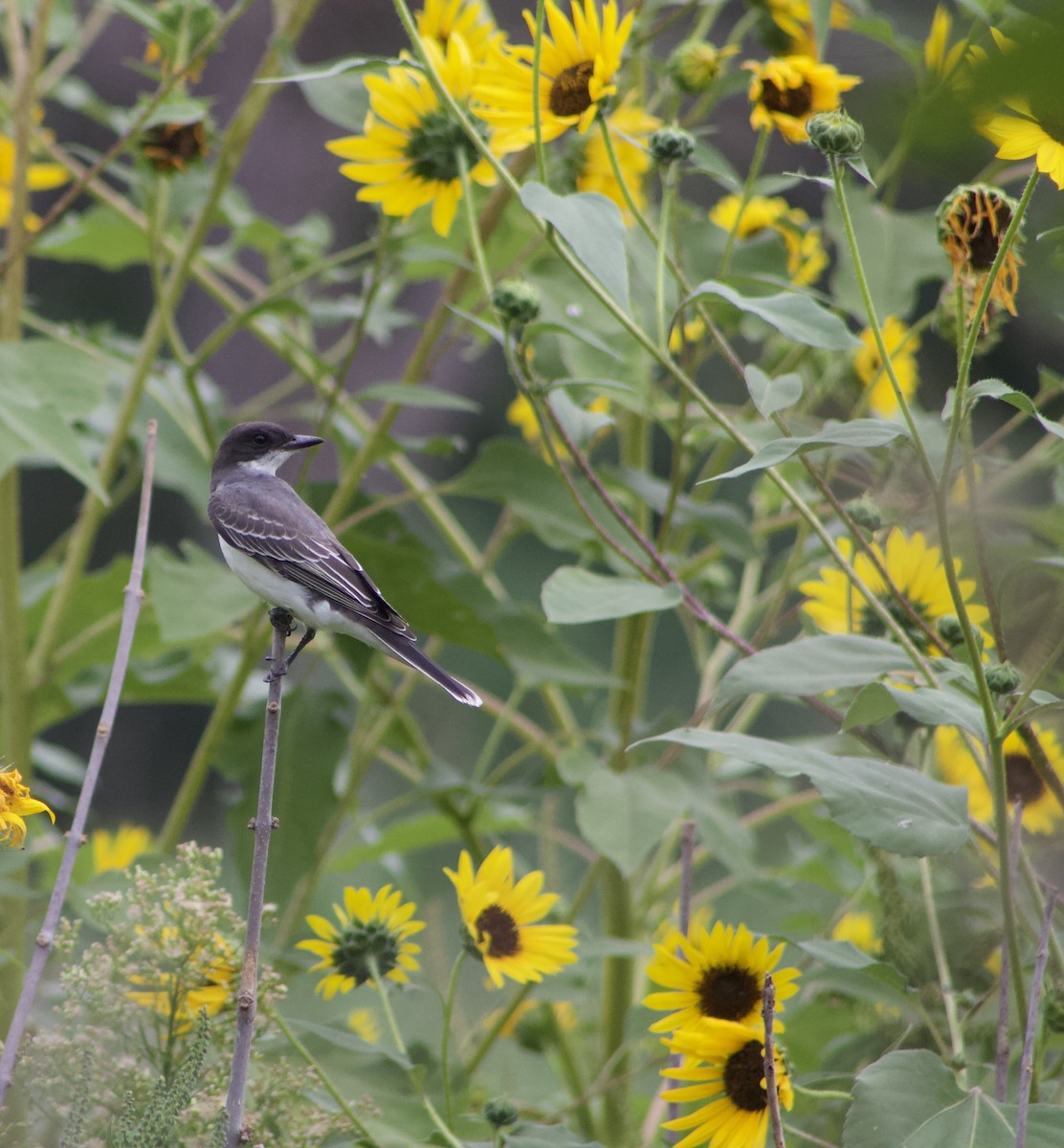 Eastern Kingbird - ML608168221