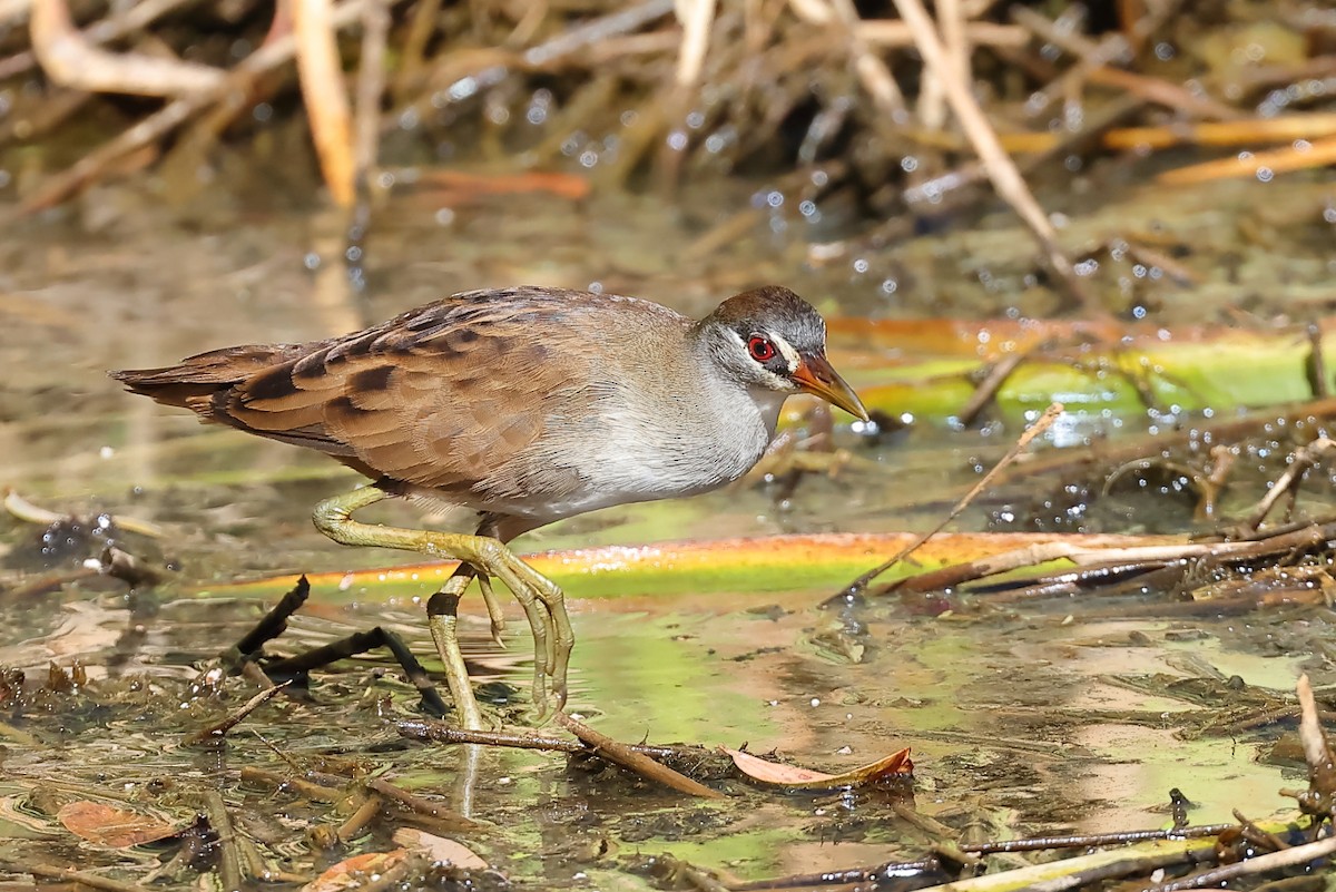 White-browed Crake - Tony Ashton