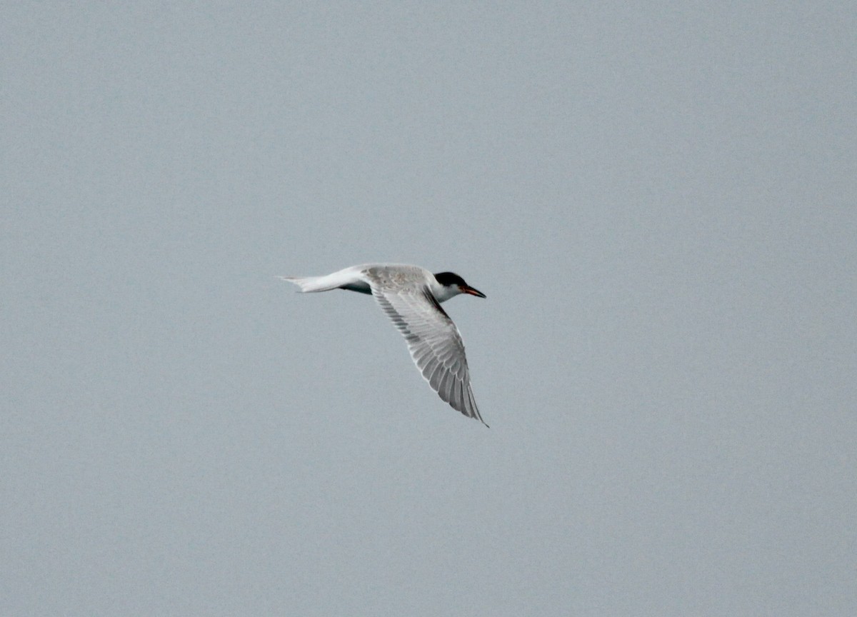 Common Tern - ML608170351