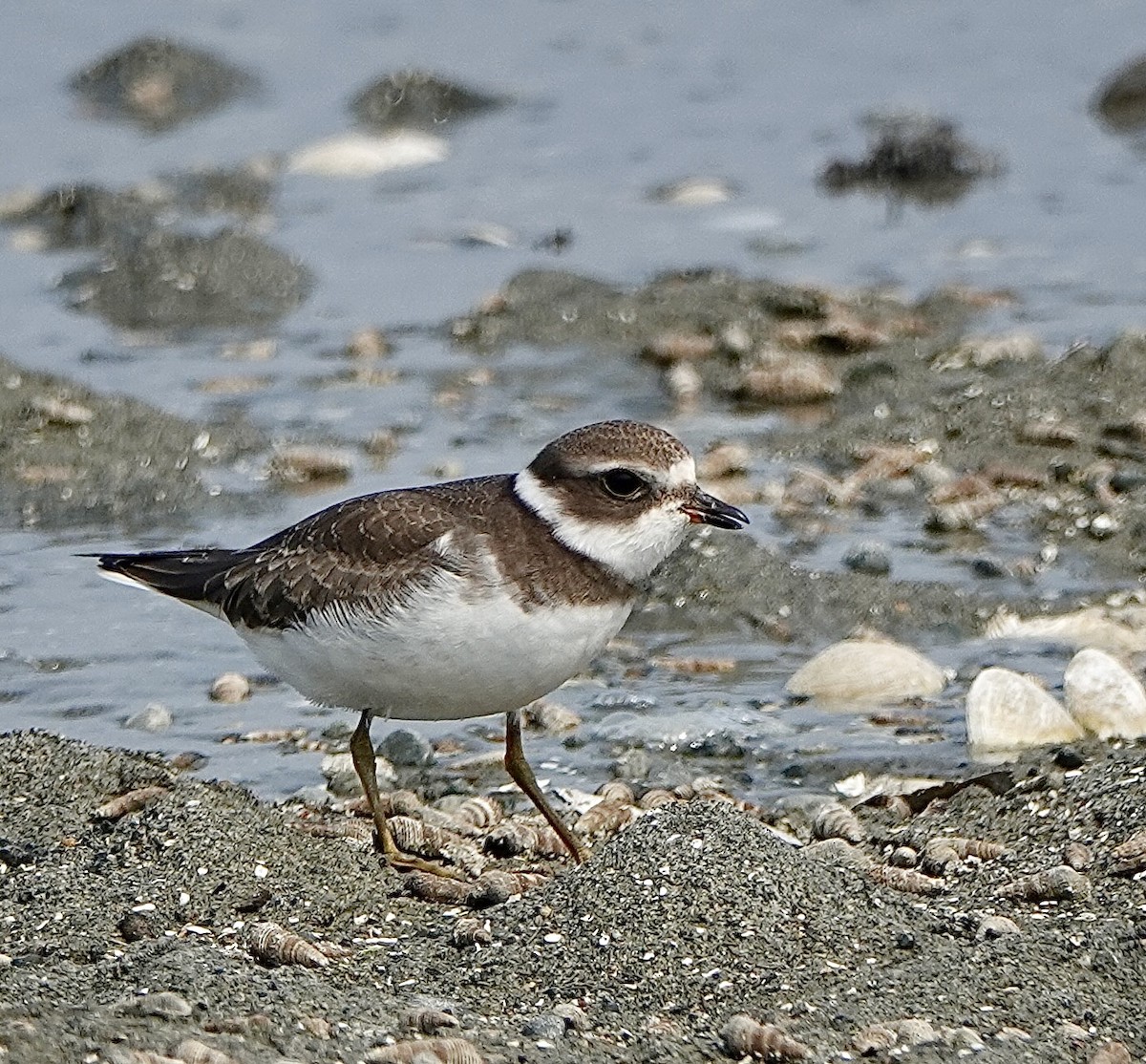 Semipalmated Plover - ML608171411