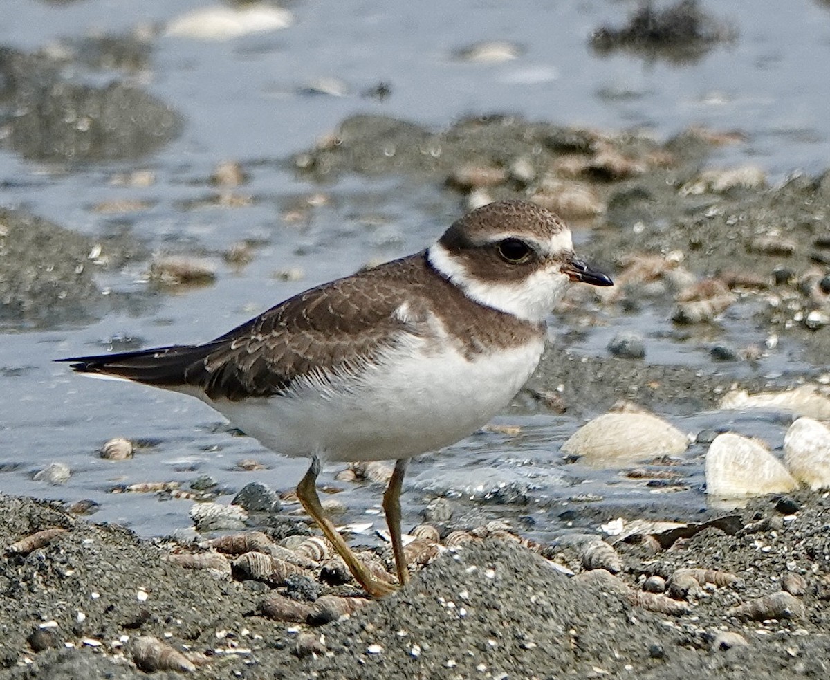 Semipalmated Plover - ML608171421