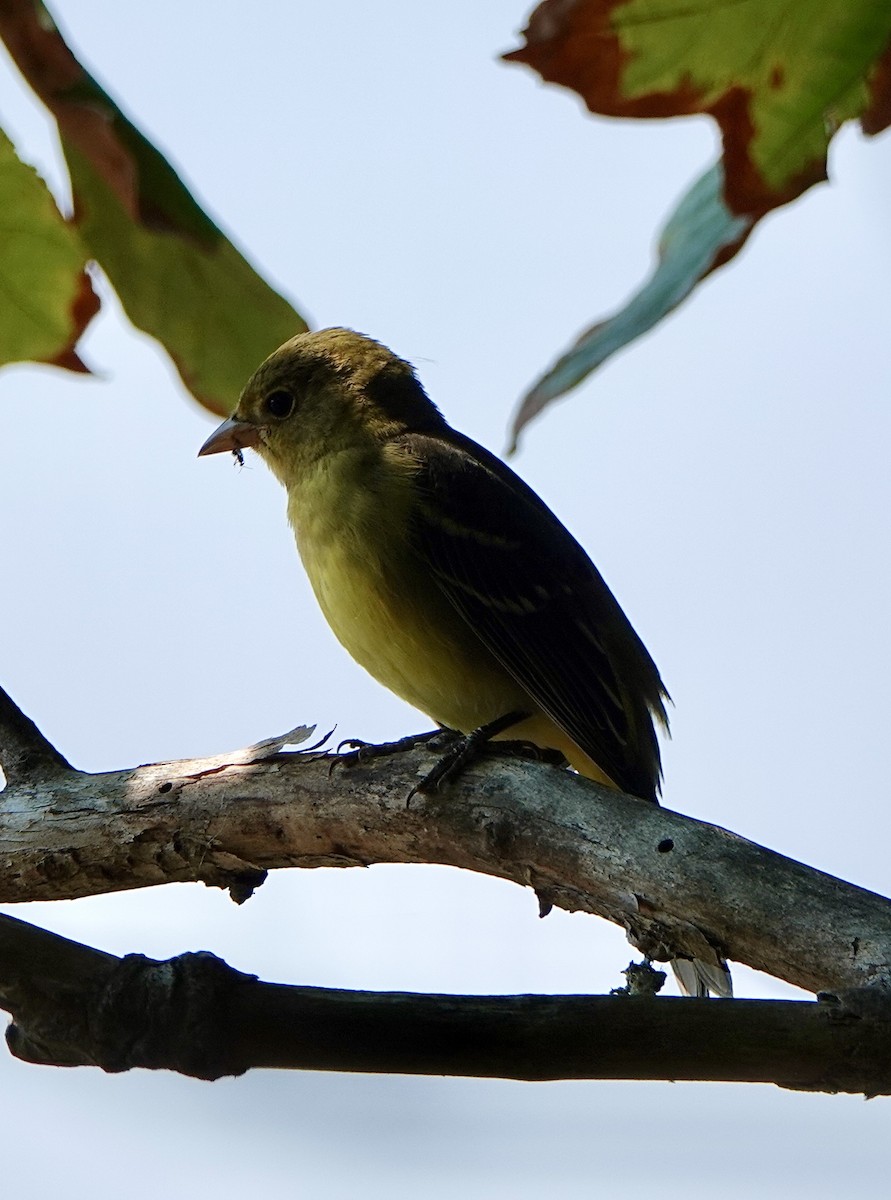 Western Tanager - ML608171561