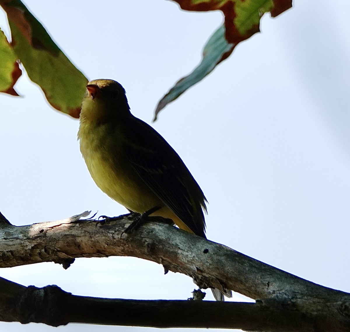 Western Tanager - ML608171571