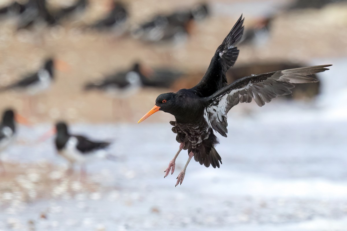 Variable Oystercatcher - David Irving