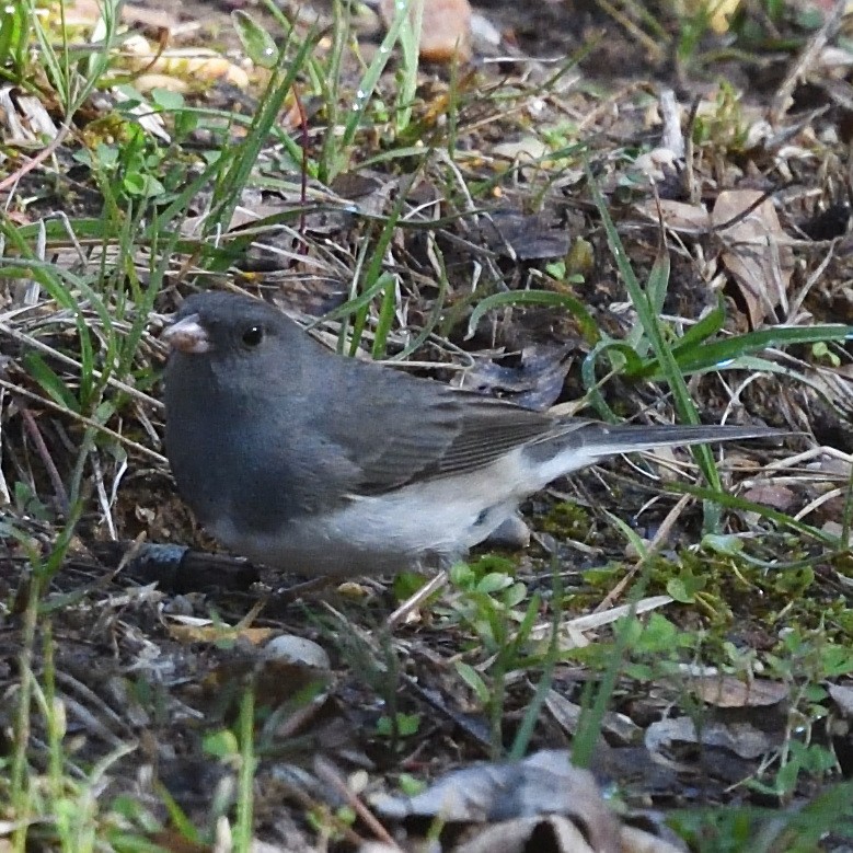 Dark-eyed Junco - ML608172261