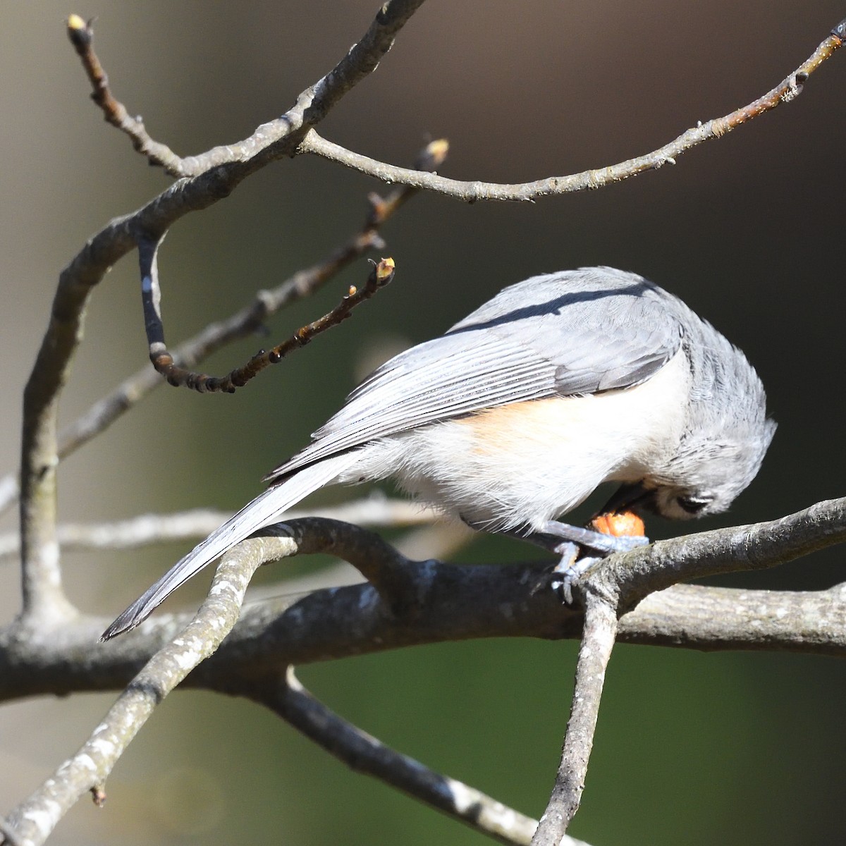 Tufted Titmouse - ML608172371