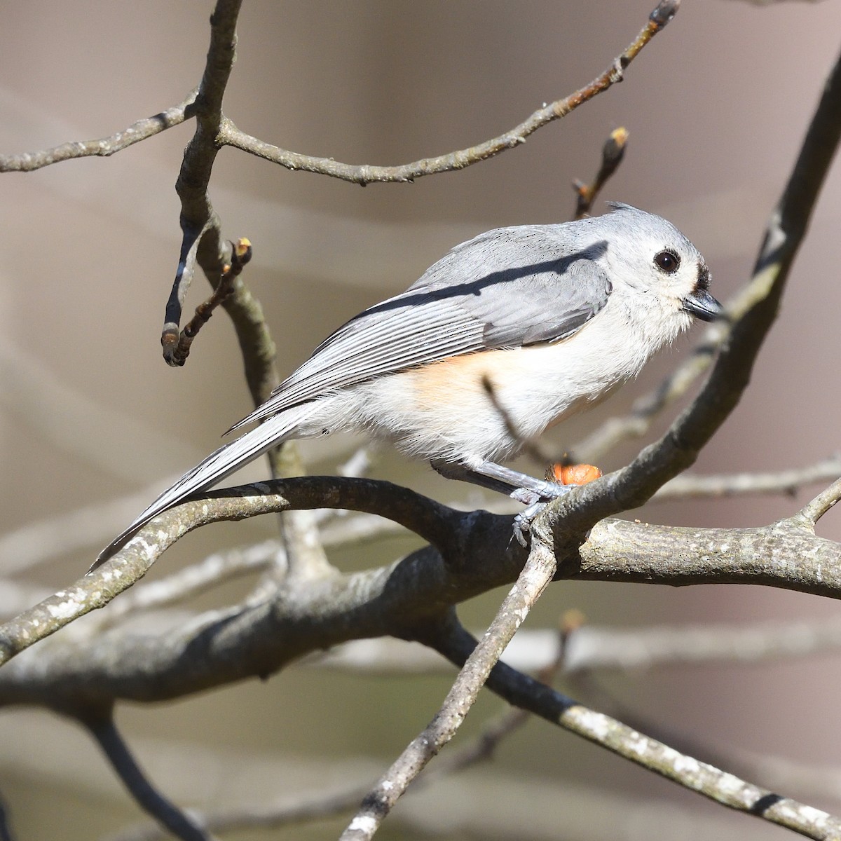 Tufted Titmouse - ML608172381