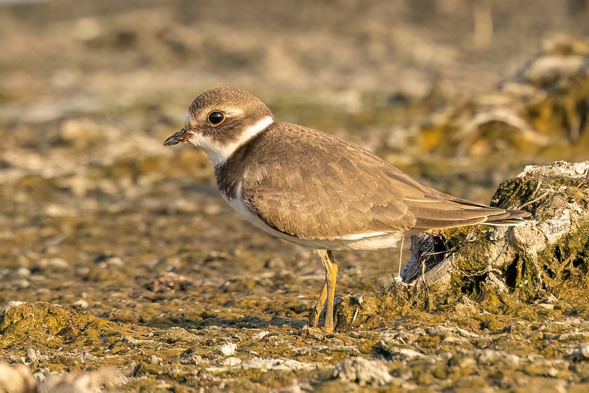 Semipalmated Plover - ML608173191