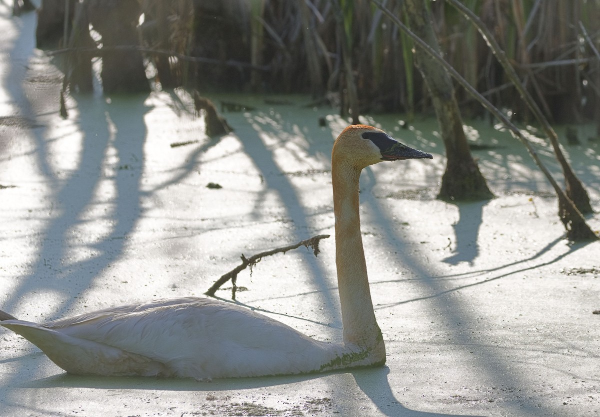 Cygne trompette - ML608173531