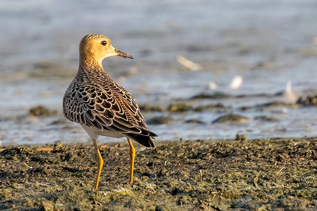 Buff-breasted Sandpiper - ML608173551