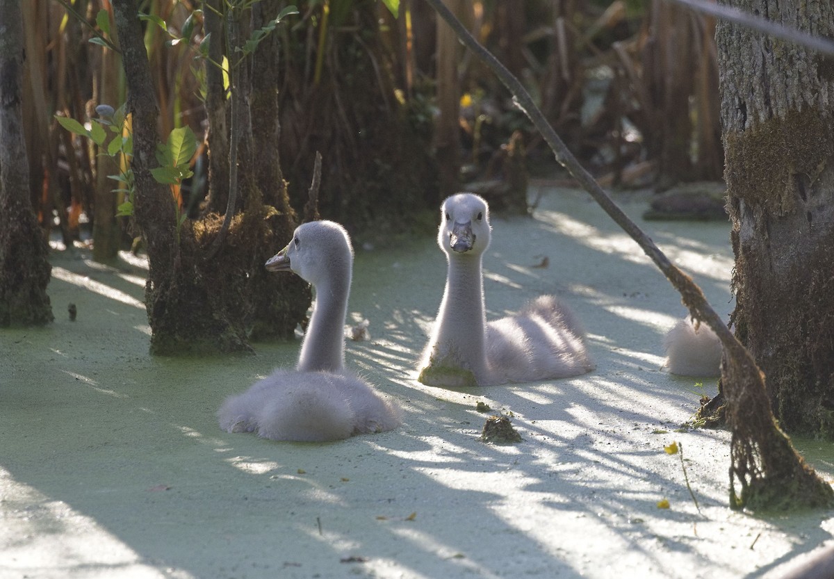 Cygne trompette - ML608173581