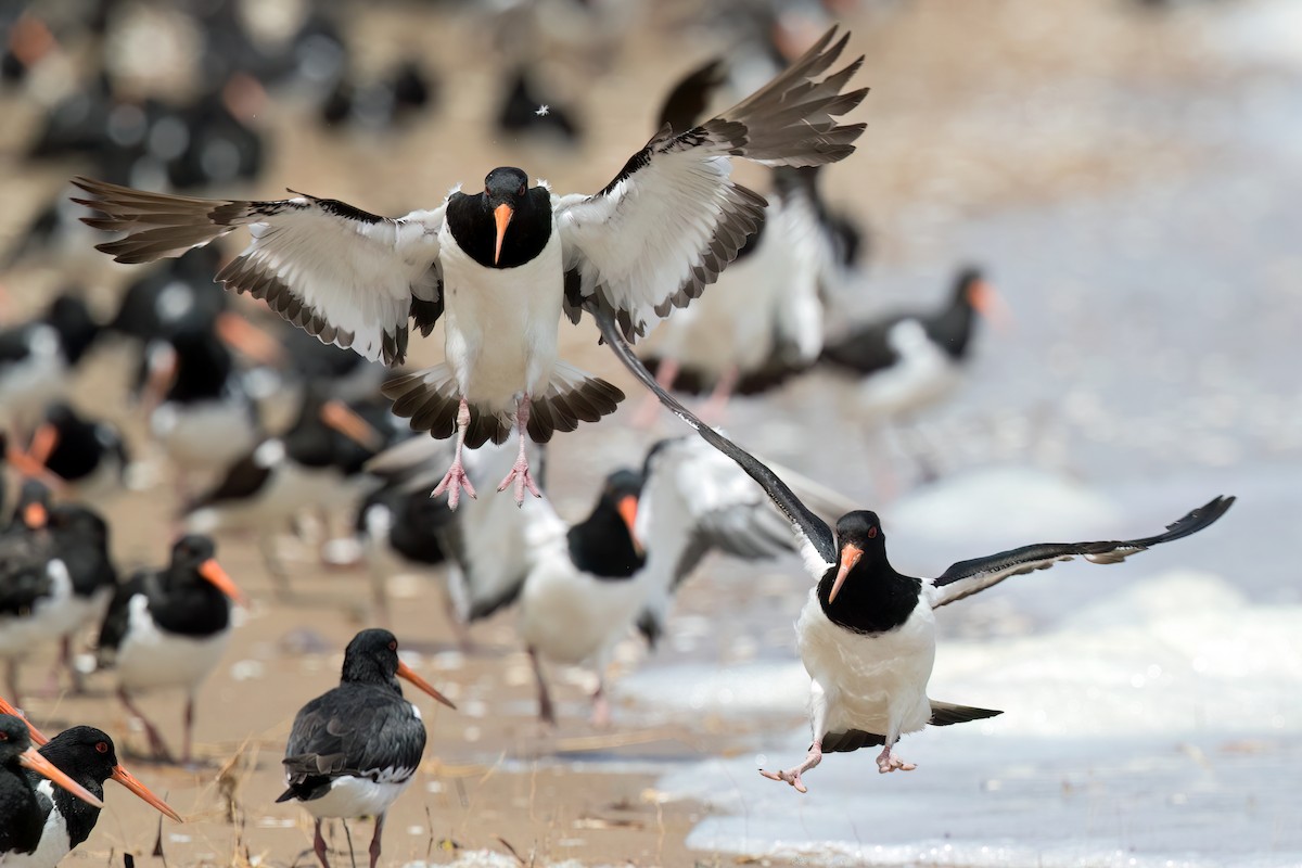 South Island Oystercatcher - ML608174501