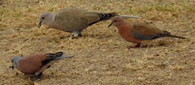 Red Collared-Dove - ML608175121