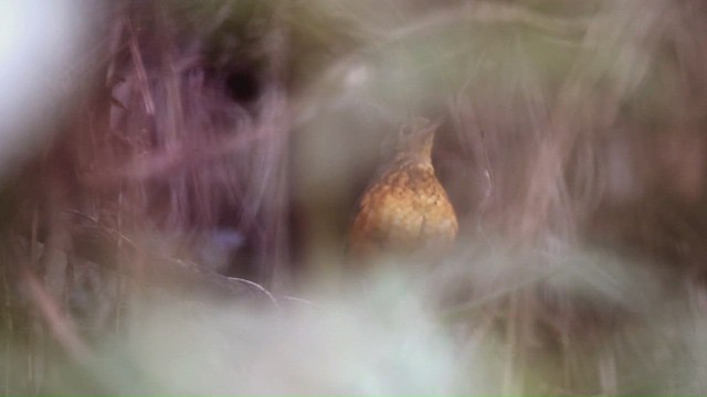 Speckle-breasted Antpitta - ML608176901