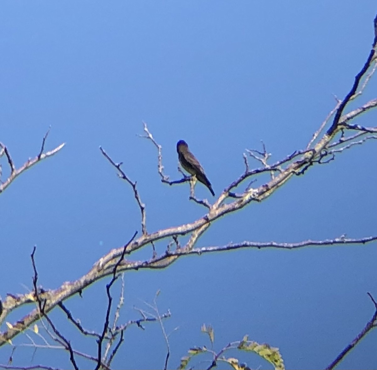 Olive-sided Flycatcher - ML608177041