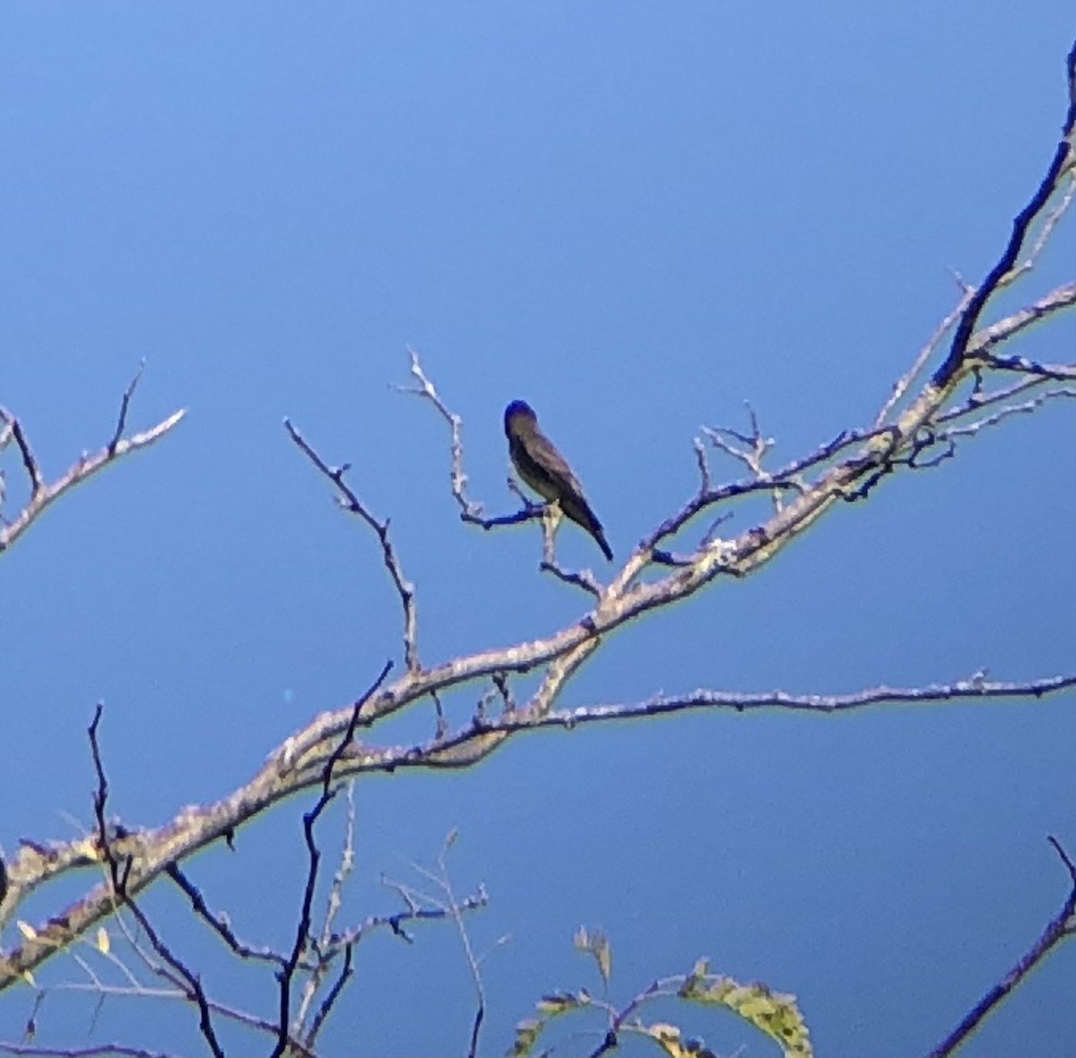 Olive-sided Flycatcher - Carrie Ruane