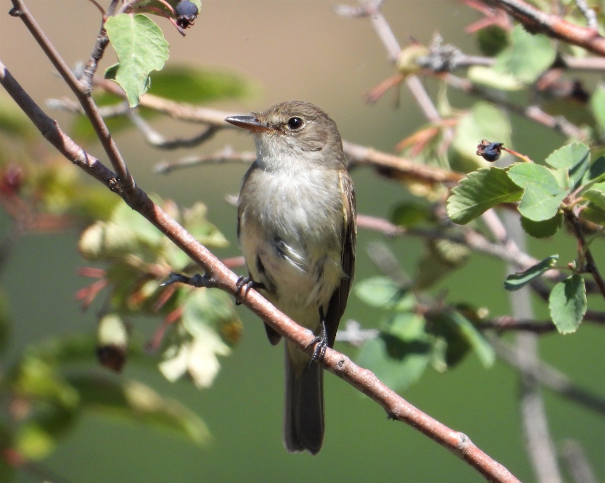 Willow Flycatcher - ML608177061