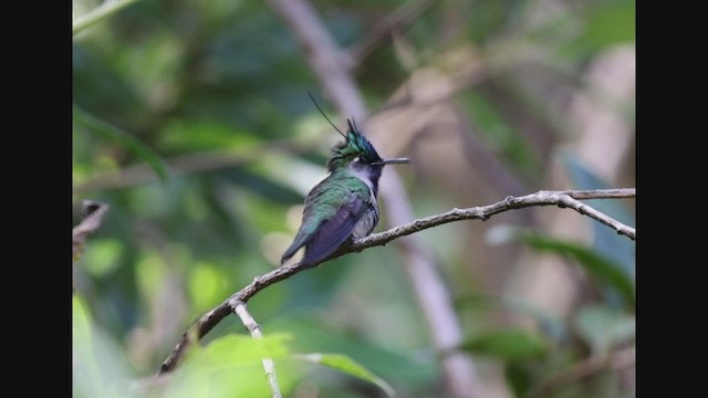 Green-crowned Plovercrest - ML608177071