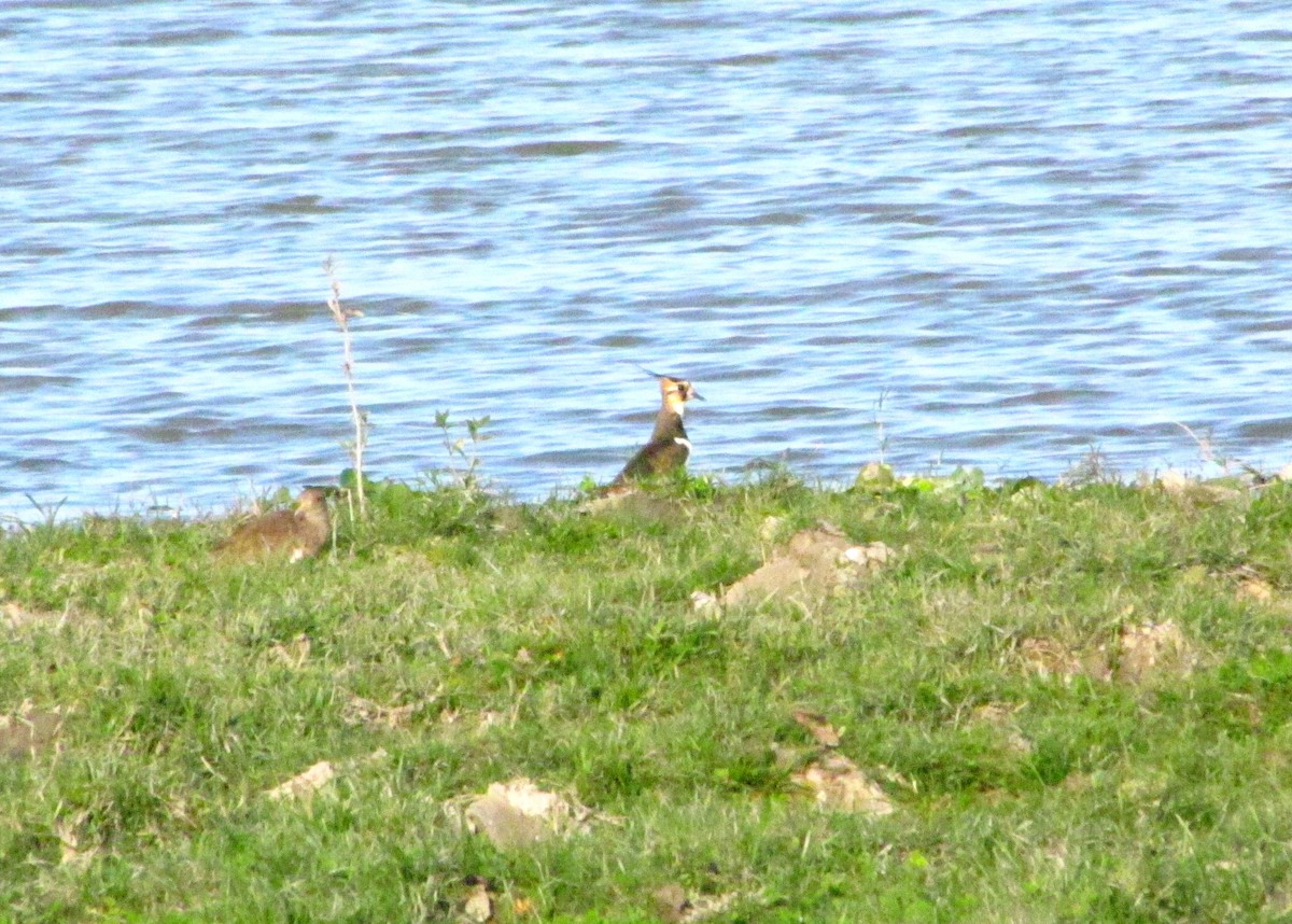 Northern Lapwing - Upasana Ganguly