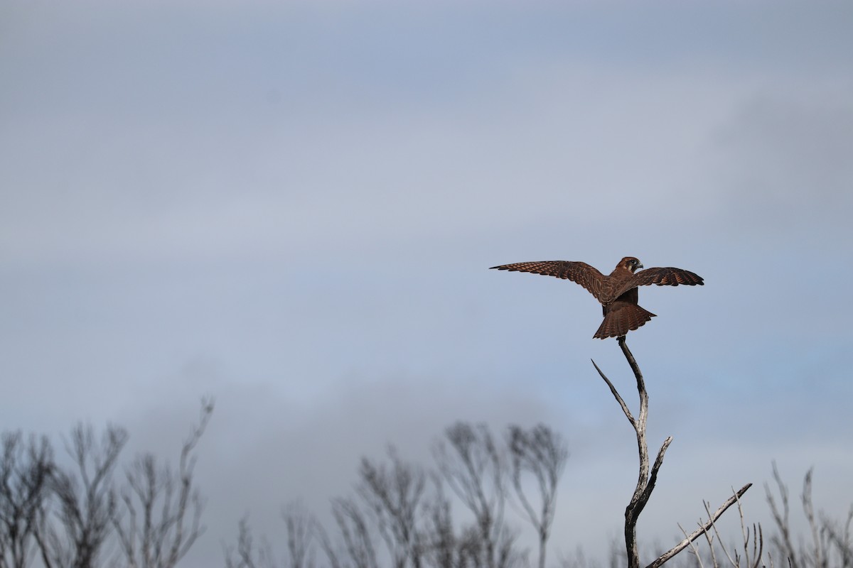 Brown Falcon - ML608177481