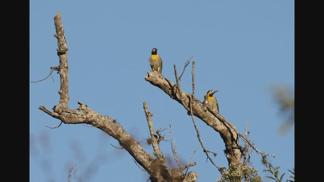 Campo Flicker (Campo) - ML608177611