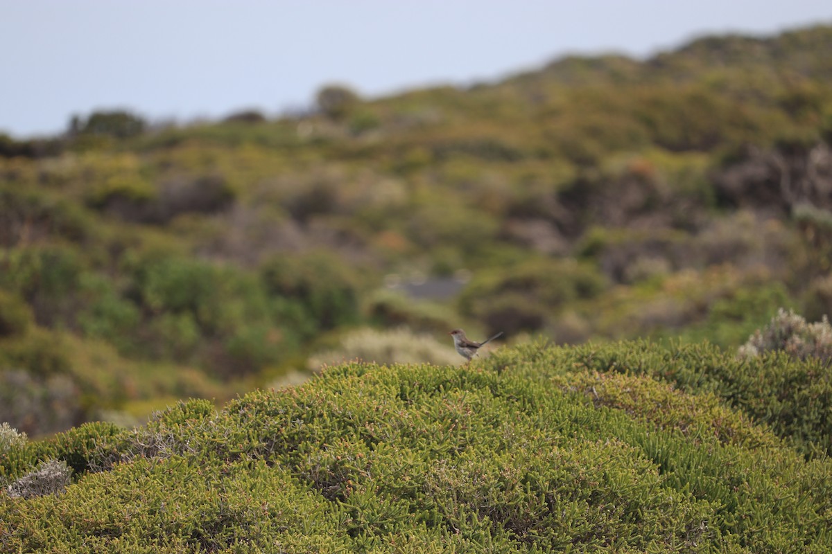 Superb Fairywren - ML608177771