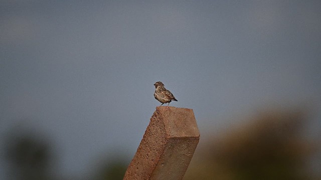 Indian Bushlark - ML608177961