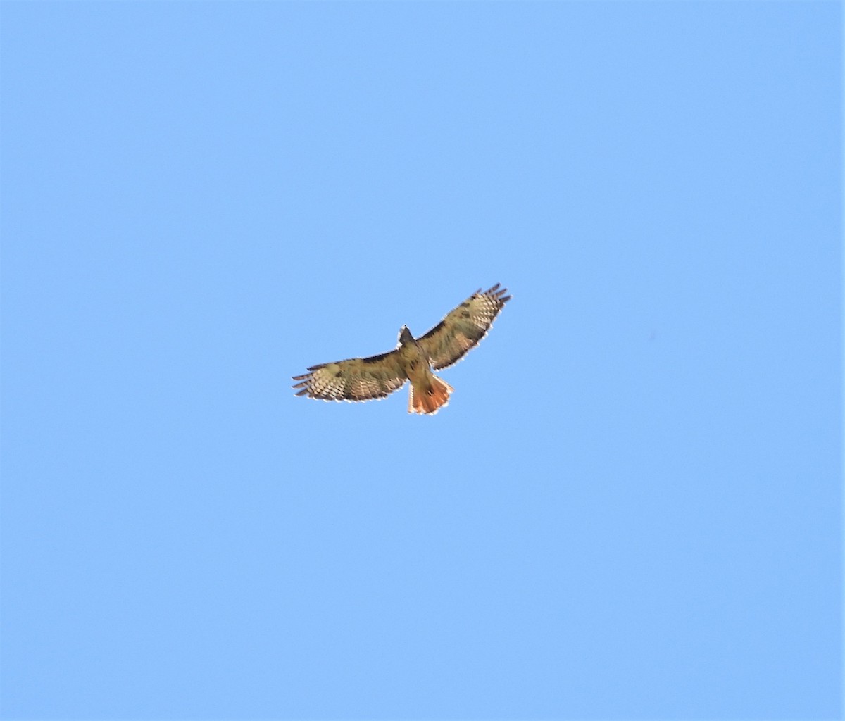 Red-tailed Hawk - ML608178151