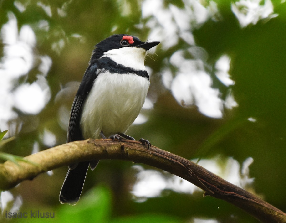 Black-throated Wattle-eye - isaac kilusu