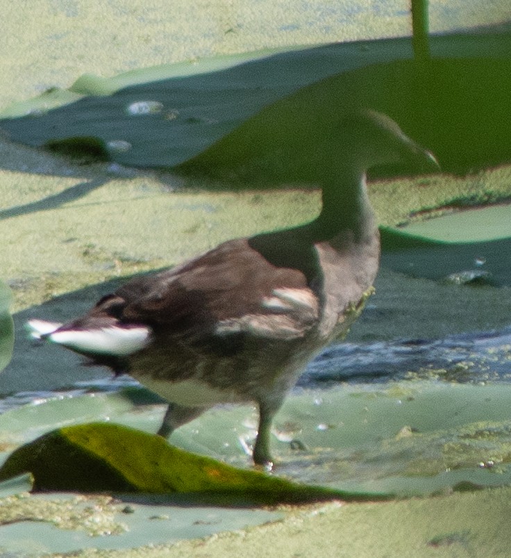 Common Gallinule - G Stacks