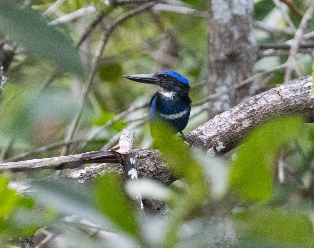 Blue-black Kingfisher - ML608179061