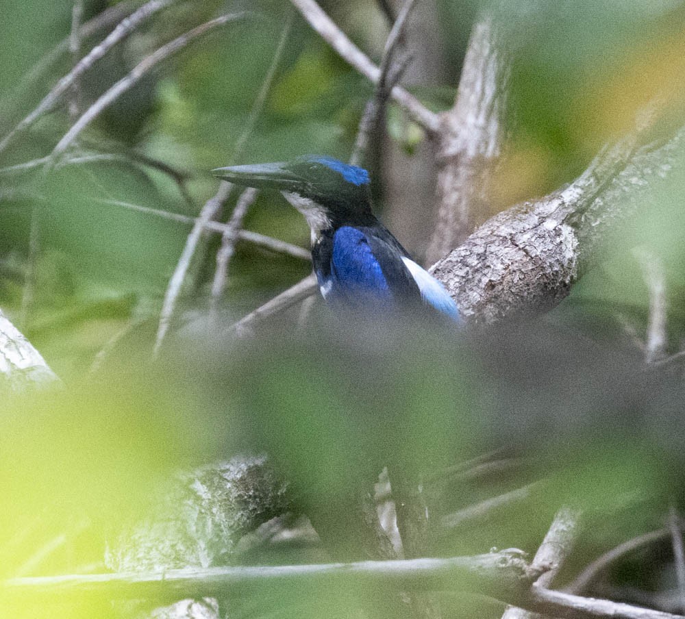 Blue-black Kingfisher - ML608179081