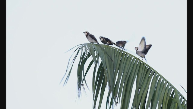 Streamer-tailed Tyrant - ML608179251