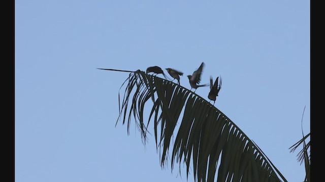 Streamer-tailed Tyrant - ML608179261