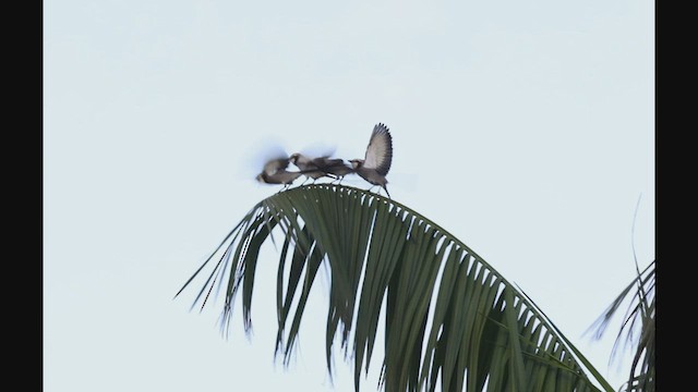 Streamer-tailed Tyrant - ML608179271