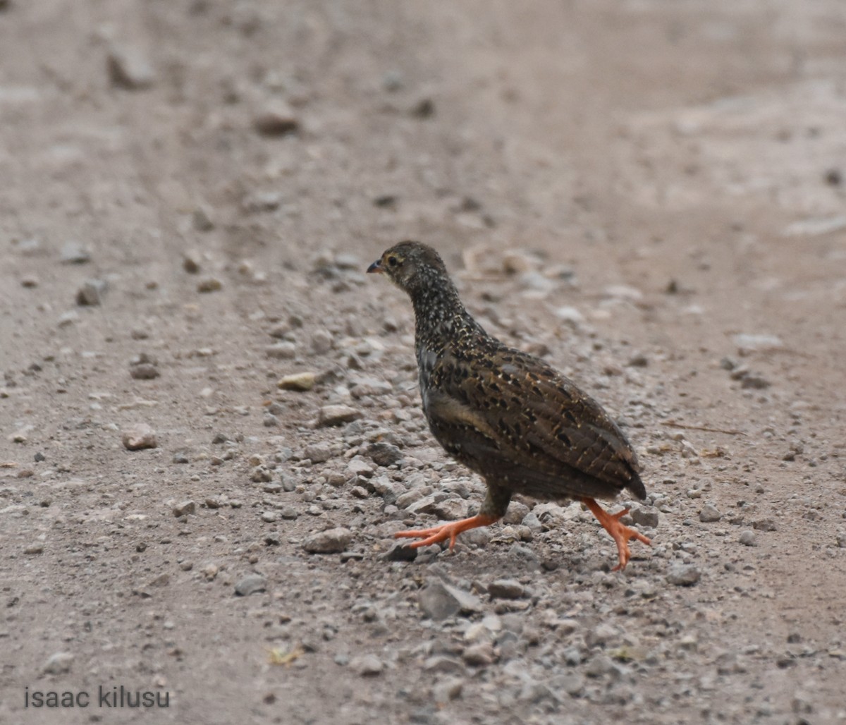 Scaly Spurfowl - ML608179401