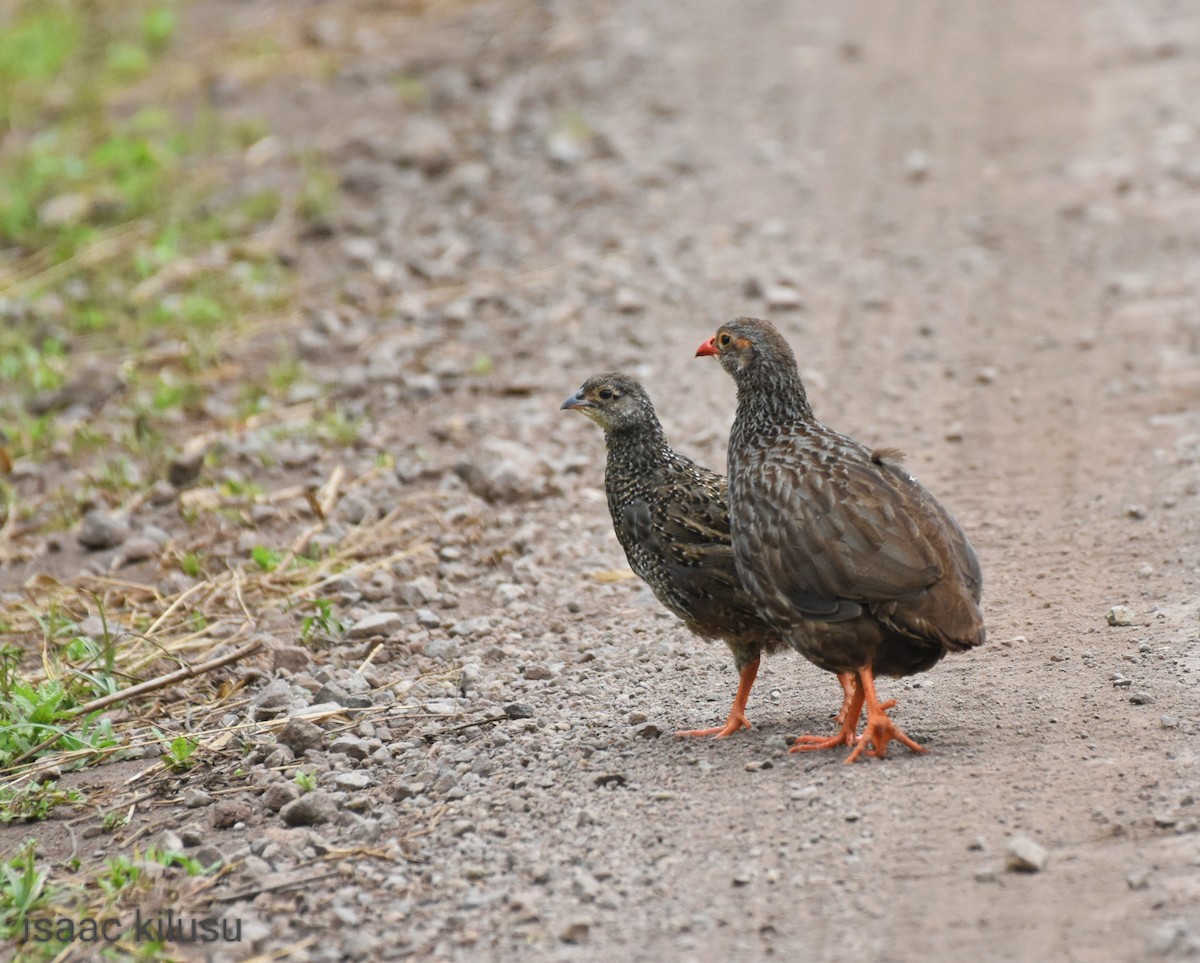 Scaly Spurfowl - ML608179431