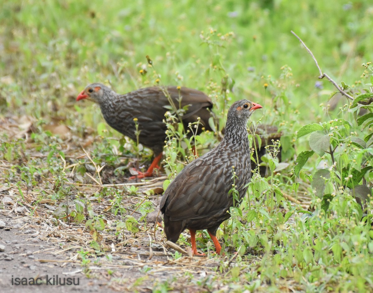 Scaly Spurfowl - ML608179441