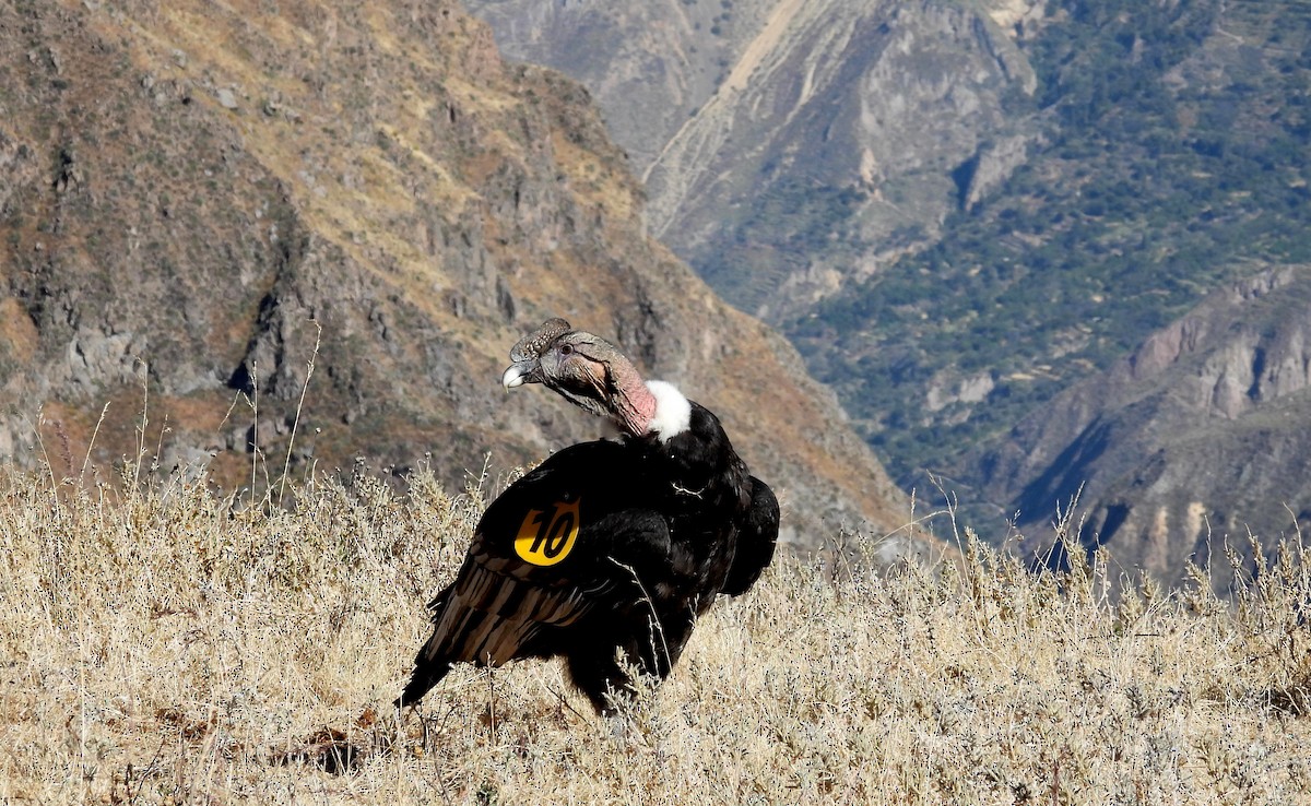 Andean Condor - ML608179471