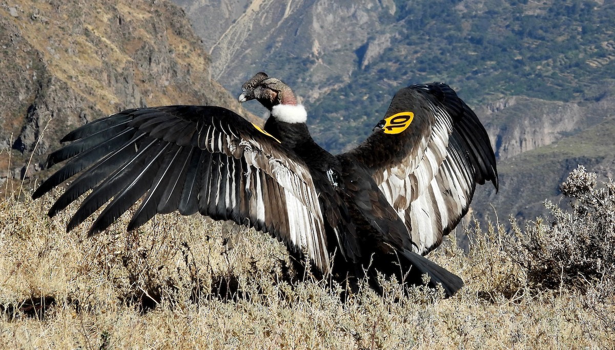 Andean Condor - ML608179481