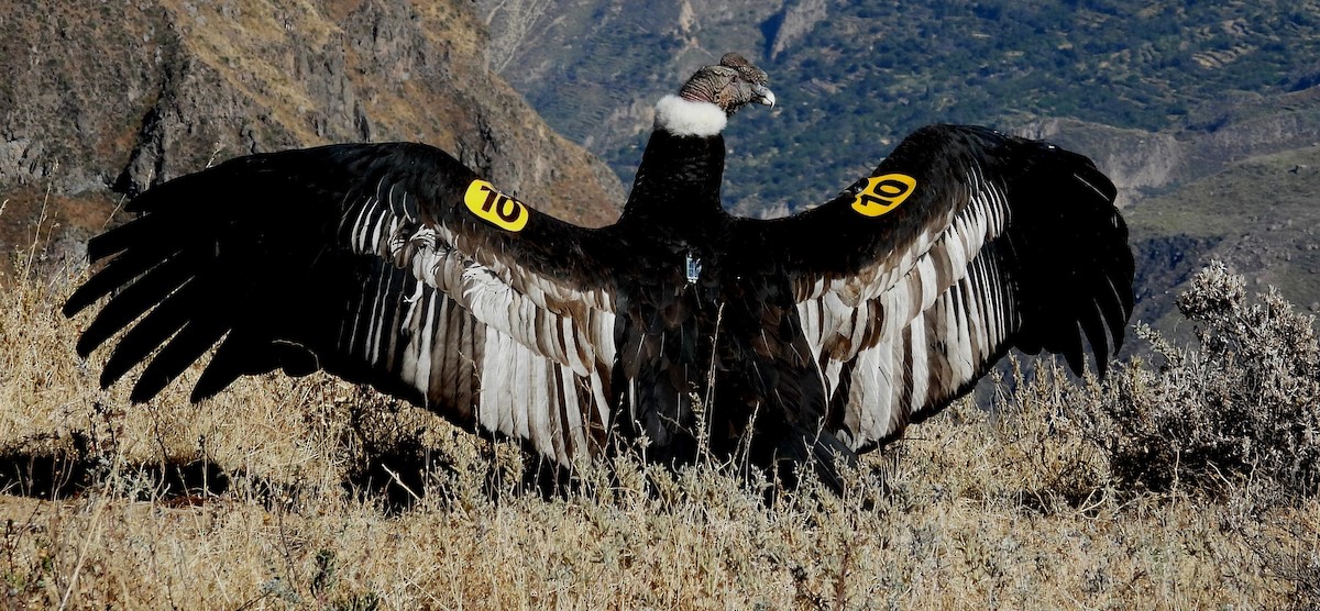 Andean Condor - ML608179501