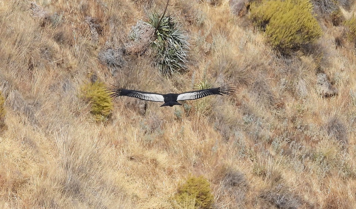 Andean Condor - ML608179551