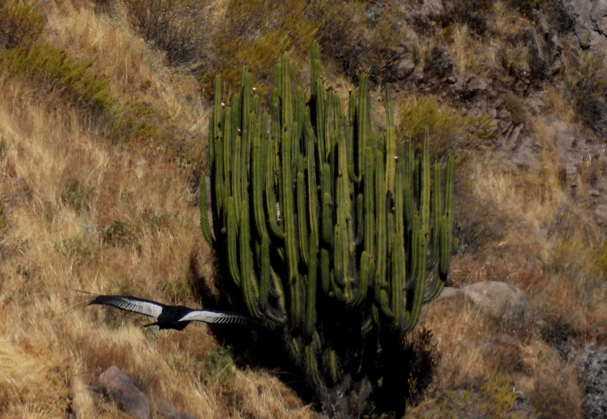 Andean Condor - Fernando Angulo - CORBIDI