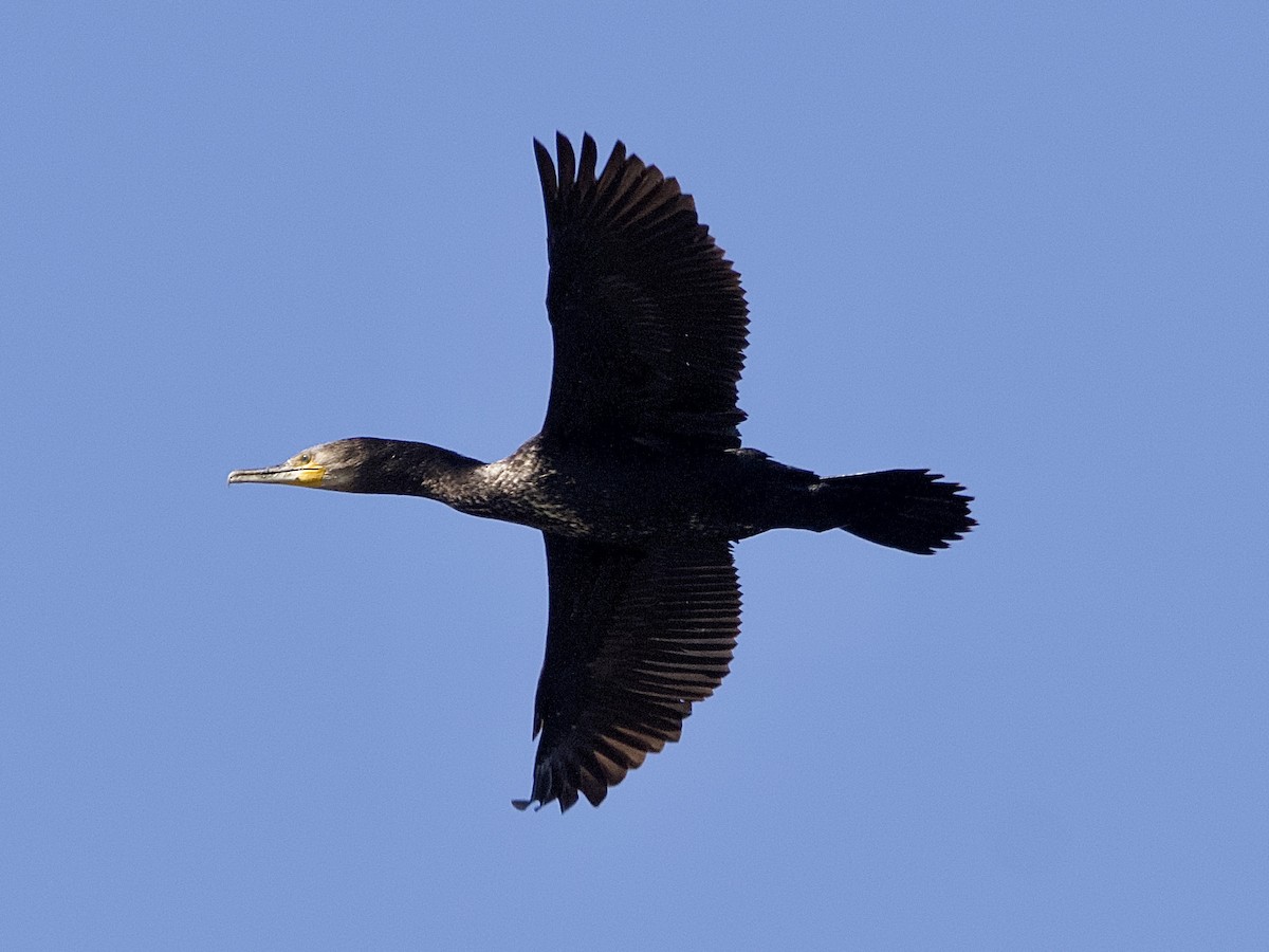 Great Cormorant - ML608179591