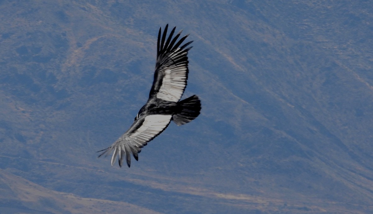 Andean Condor - ML608179651