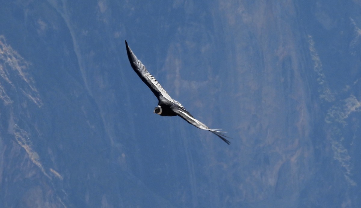 Andean Condor - ML608179671