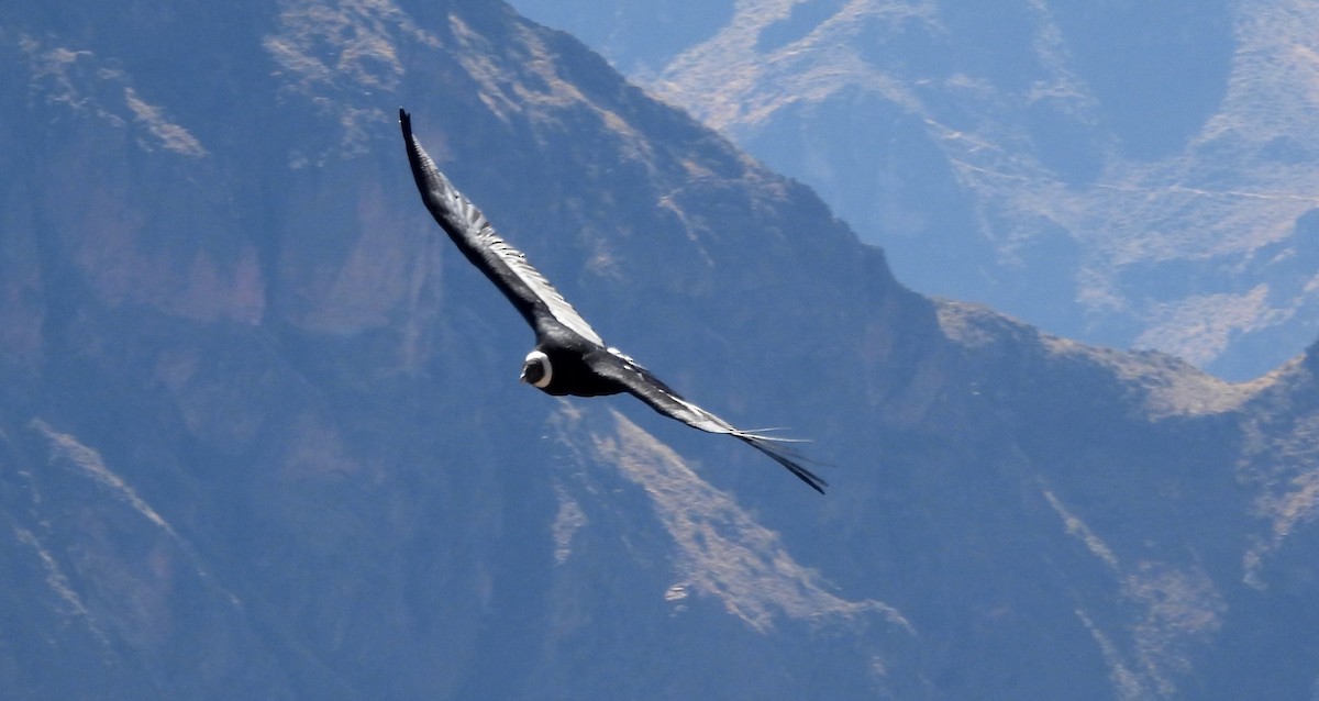 Andean Condor - ML608179691