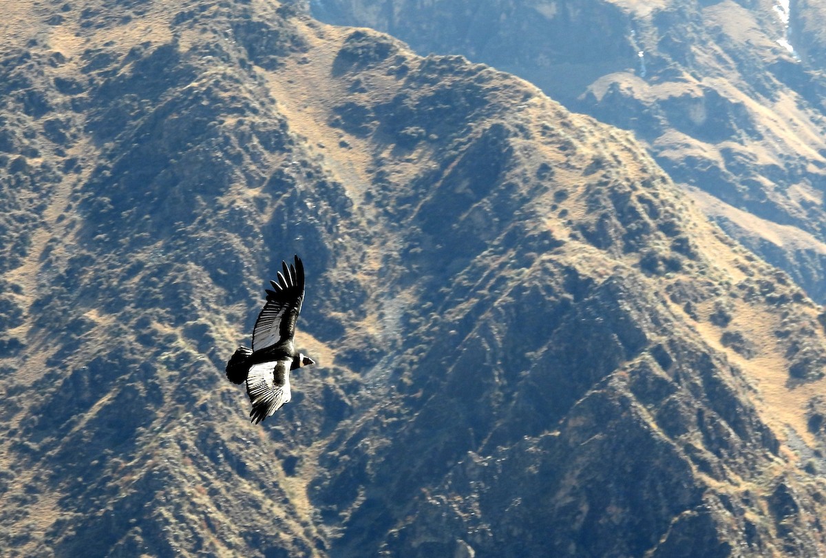 Andean Condor - ML608179711
